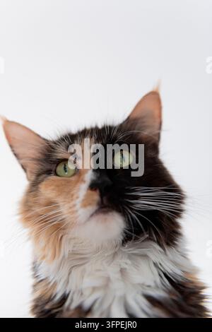 Portrait d'un chat des forêts norvégien tricolore Banque D'Images