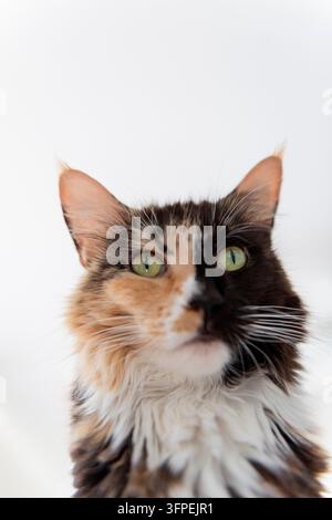 Portrait d'un chat des forêts norvégien tricolore Banque D'Images