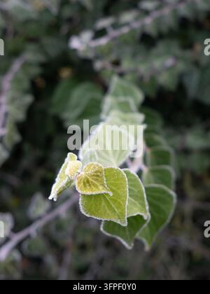 Des cristaux de givre délicats bordent les feuilles d’hortensia vert vif, évoquant les matins froids d’hiver et la beauté naturelle saisonnière. Banque D'Images