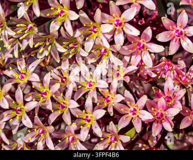 gros plan de délicates fleurs roses en forme d'étoile avec des étamines jaune vif poussant en grappes denses sur un fond sombre Banque D'Images