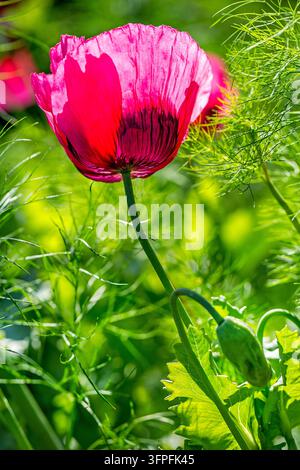 Coquelicot rouge unique brillant au soleil avec des pétales éclairés par derrière sur un fond vert naturel vibrant Banque D'Images