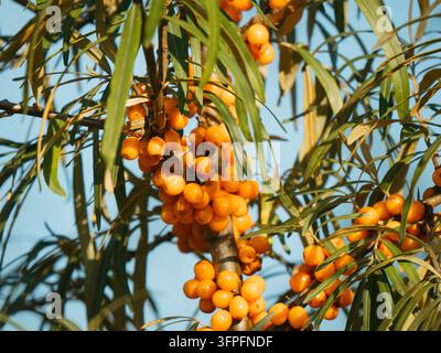 Grappes épaisses de baies d'argousier orange vif sur un arbre en automne. Fond naturel représentant l'agriculture biologique, la nourriture super saine, la saison des récoltes, la médecine à base de plantes et la source de vitamines Banque D'Images