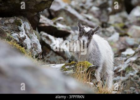 Jeune chèvre de montagne galloise escaladant une paroi rocheuse dans le Snowdonia National Park, au Pays de Galles du Nord, Royaume-Uni, sous une forte pluie. Banque D'Images