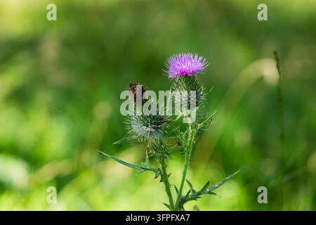 Cirsium vulgare, chardon commun, une fleur sauvage frappante aux tiges et feuilles épineux, aux têtes de fleurs épineuses et aux fleurettes violet-rose vives. Banque D'Images