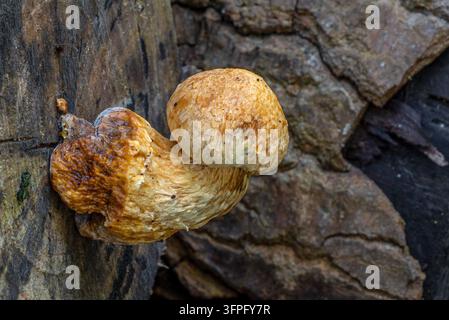 Pholiota destructrice / Pholiota du peuplier (Pholiota populnea / Hemipholiota populnea / Agaricus populneus) poussant à l'extrémité coupée d'une bûche dans la forêt en automne Banque D'Images