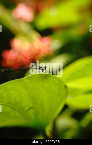 Photo macro d'un minuscule insecte demoiselle sombre aux ailes transparentes reposant sur une feuille verte vibrante, avec un fond floral rose flou Banque D'Images