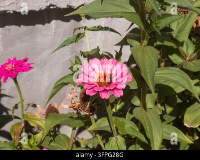 Vue rapprochée d'une abeille mellifère Apis mellifera en train de butiner une fleur de Zinnia elegans rose à côté d'un mur en béton rustique. Banque D'Images