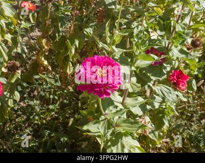 Vue rapprochée avant d'une grande fleur double de Zinnia elegans rose magenta en pleine floraison sur un buisson luxuriant dans un parterre de jardin. Banque D'Images