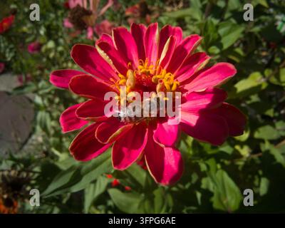 Vue de dessus en gros plan d'une abeille Apis mellifera en train de butiner une fleur de Zinnia elegans d'un rose vif avec un disque central jaune éclatant. Banque D'Images