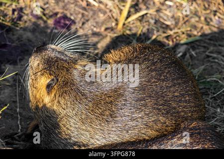 Un gros plan en contre-plongé montre le pelage brun dense et les longues moustaches blanches d'un rongeur nutria sauvage reposant à l'extérieur sur un sol ensoleillé dans son habitat. Banque D'Images