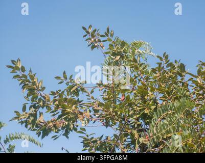 Vue en contre-plongée de la couronne d'un arbre fruitier avec des feuilles vertes rétroéclairées par un soleil éclatant devant un ciel bleu clair dans un jardin d'automne Banque D'Images
