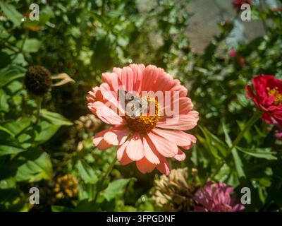 Vue rapprochée d’un papillon Skipper de la famille des Hesperiidae butinant une fleur de Zinnia elegans rose épanouie dans un parterre de jardin en automne. Banque D'Images