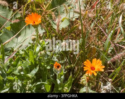 Un bouquet luxuriant de fleurs vives de soucis Calendula officinalis orange éclatant dans l'herbe verte. Banque D'Images