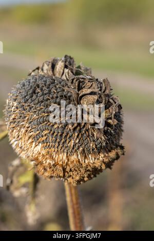 Un capitule de tournesol sec avec des graines mûres se tient dans un champ agricole, la plante sous la lumière naturelle du soleil devant un fond avec espace de copie extérieur. Banque D'Images