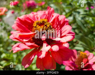 Vue rapprochée d'une abeille Apis mellifera butinant sur une grande fleur double de Zinnia elegans rose avec un disque central jaune Banque D'Images
