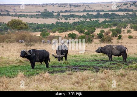 Trois buffles du Cap debout sur de l'herbe verte avec des zèbres en train de brouter à l'arrière-plan dans la savane, comté de Narok, Maasai Mara, Kenya Banque D'Images