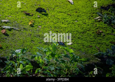 Tapis de mousse vert vif et feuilles tombées au sol à côté de plantes feuillues, île de Cai Chien, Quang Ninh, Vietnam Banque D'Images