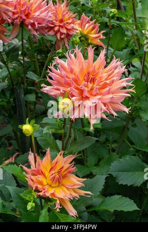 Issaquah, Washington, États-Unis. Dahlias Omega en fleur Banque D'Images