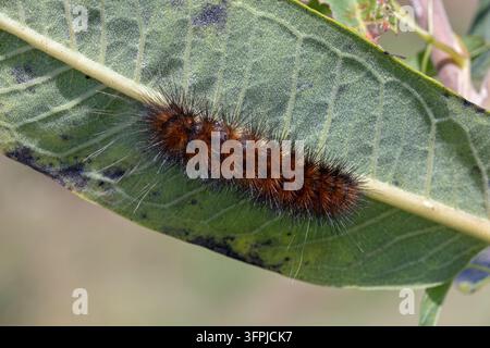 Variété orange de la chenille de la tigrelle de Virginie (Spilosoma virginica) sur une feuille de lait de vache commune (Asclepias syriaca) en automne. Banque D'Images