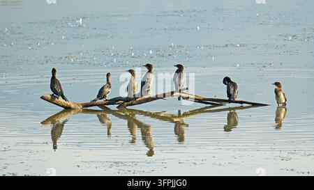 Quelques cormorans et la grande branche sèche sur laquelle ils se reposent se reflètent dans les eaux calmes et peu profondes d'un petit lac. Banque D'Images