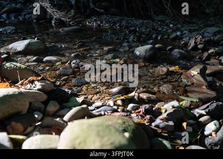 Plan rapproché horizontal d'un ruisseau forestier peu profond mettant en valeur une texture détaillée de multiples pierres de rivière colorées, galets et gravier sous transpa Banque D'Images