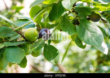 Une branche de prunelle cerise avec des fruits verts non mûrs et un fruit violet foncé mûr. Une scène fraîche de récolte estivale de verger naturecore et cottagecore. Banque D'Images
