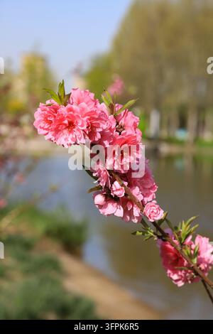 En plein air au printemps, une prise de vue en gros plan capture une branche de fleur de pêcher avec des fleurs à double pétale montrant un dégradé de rose profond à rose clair, paire Banque D'Images