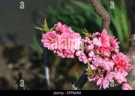 En plein air au printemps, une prise de vue en gros plan capture une branche de fleur de pêcher avec des fleurs à double pétale montrant un dégradé de rose profond à rose clair, paire Banque D'Images