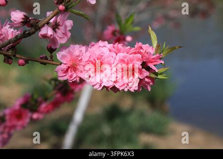 En plein air au printemps, une prise de vue en gros plan capture une branche de fleur de pêcher avec des fleurs à double pétale montrant un dégradé de rose profond à rose clair, paire Banque D'Images