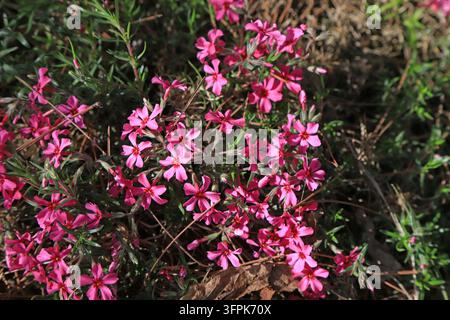 En plein air au printemps, un amas dense de phlox rampant rose (Phlox subulata) fleurit abondamment. Les petites fleurs à cinq pétales sont de couleur vive, paire Banque D'Images