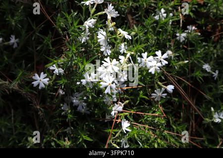 En plein air au printemps, un amas dense de phlox rampant blanc (Phlox subulata) fleurit abondamment. De petites fleurs blanches fraîches à cinq pétales sont dispersées Banque D'Images