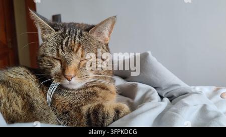 Chat endormi reposant sur une couverture douillette dans un intérieur minimaliste avec espace de copie Banque D'Images