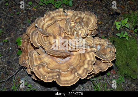 Champignon géant Polypore resp.Meripilus giganteus dans la forêt, région du Bas-Rhin, Rhénanie-du-Nord-Westphalie, Allemagne Banque D'Images