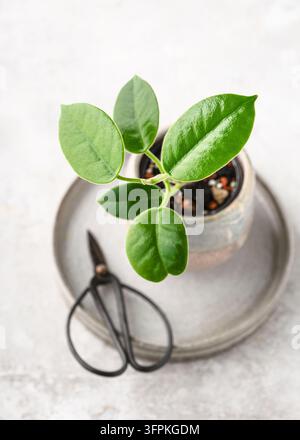 Jeune plante Hoya calycina 'Stargazer' aux feuilles vertes veloutées dans un petit pot en céramique, posée sur une assiette grise Banque D'Images
