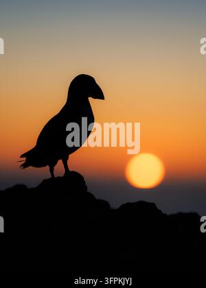 Mouette Fratercula arctica, adulte en silhouette devant le soleil couchant - Île de Skomer, Pembrokeshire, Pays de Galles, Royaume-Uni, mai Banque D'Images
