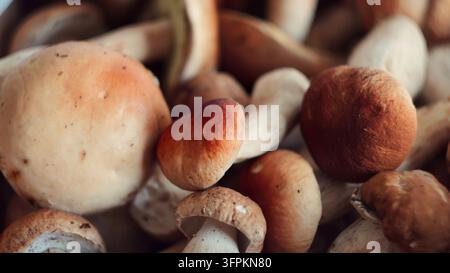 Champignons sauvages récoltés dans la forêt, produits biologiques frais pour une cuisine saine d'automne et des plats gastronomiques Banque D'Images