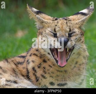 Chat serval africain (Leptailurus serval) bâillant avec la gueule grande ouverte montrant la langue, les crocs et les dents, les yeux fermés, Cap oriental, Afrique du Sud Banque D'Images