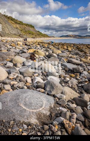 Une amonite fossilisée sur la plage de Monmouth avec Lyme Regis en arrière-plan, Dorset Banque D'Images