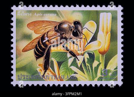 Chiang Mai, Thaïlande : Timbre thaïlandais inutilisé de 3 baht de la série des abeilles de 2000 avec une abeille asiatique Apis cerana collectant du nectar sur une fleur jaune Banque D'Images
