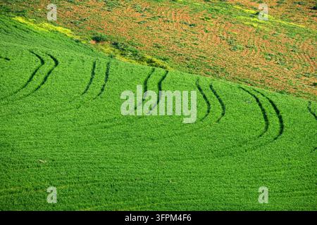 Les champs de printemps contrastent de l'herbe verte avec des traces de pneus et des pâturages rouges en Sicile, Italie Banque D'Images