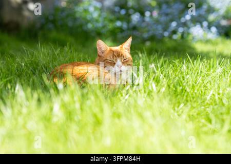 Chat roux domestique se détendant dans le jardin sous le soleil estival Banque D'Images