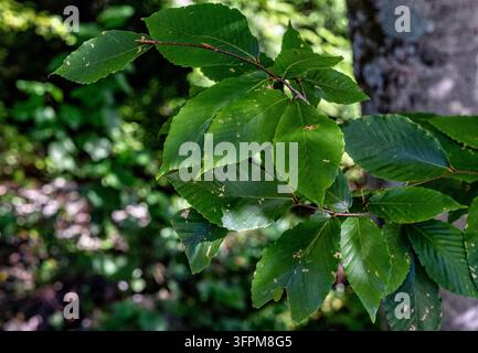 Un hêtre américain (Fagus grandifolia). Banque D'Images