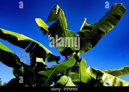 De grandes feuilles vert vif disposées en éventail d'une plante de bananier (espèce Musa) vues sous un angle bas contre un ciel bleu clair Banque D'Images