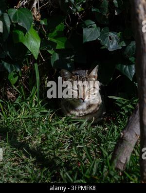 Chat tigré se reposant parmi l'herbe et le lierre à l'ombre Banque D'Images