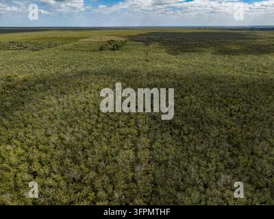 Vue aérienne de la plantation de caoutchouc de Chup avec des rangées de arbres à caoutchouc et un feuillage luxuriant à Tbong Khmum, province de Tbong Khmum, Cambodge. Banque D'Images