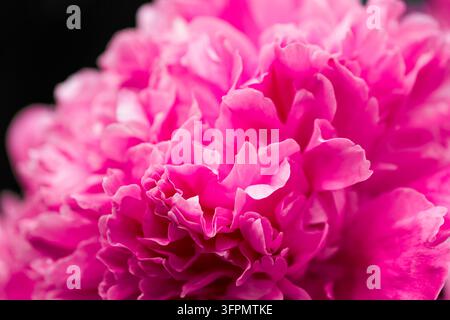 Fleurs de pivoine roses. Gros plan d'une plante en fleurs. Banque D'Images