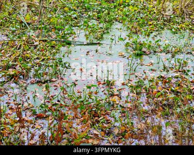 Un écosystème humide luxuriant à Suomenoja, en Finlande, avec une surface de bassin marécageuse recouverte de lentilles d'eau vert vif, de plantes aquatiques et de branches brunes tombées Banque D'Images