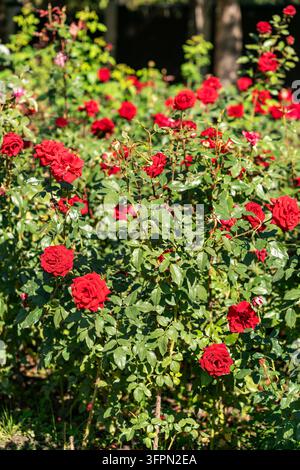 Roses rouges éclatantes poussant dans un parc verdoyant par une journée ensoleillée. Un grand buisson de roses rouges éclatantes fleurissant dans un jardin sous un soleil éclatant. Banque D'Images