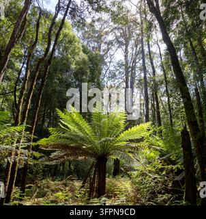 Un fougère arborescent baigné de soleil se dresse au milieu d'une canopée forestière luxuriante, entouré d'un sous-bois dense, de troncs hauts et d'un feuillage stratifié. La scène évoque le calme, wi Banque D'Images