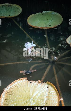 Une fleur de lys Victoria blanche s'épanouit parmi d'énormes nénuphars aux jardins botaniques de Singapour Banque D'Images